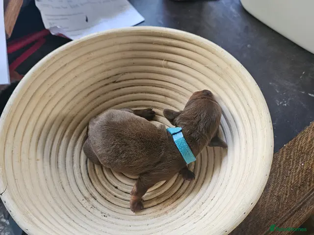 Dachshund dogs for sale: Smooth haired Dachshund Puppies - Advert 2
