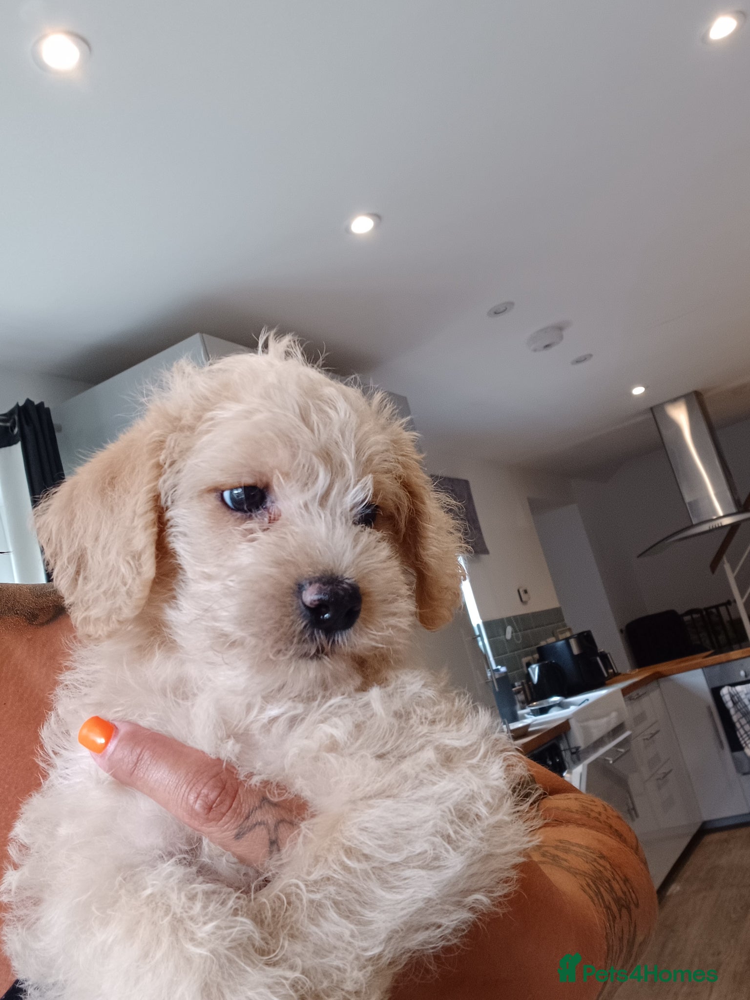 Schnoodle dogs for sale: Schnoodles 2x boy and 1x girl  in Bury Saint Edmunds - Advert 16