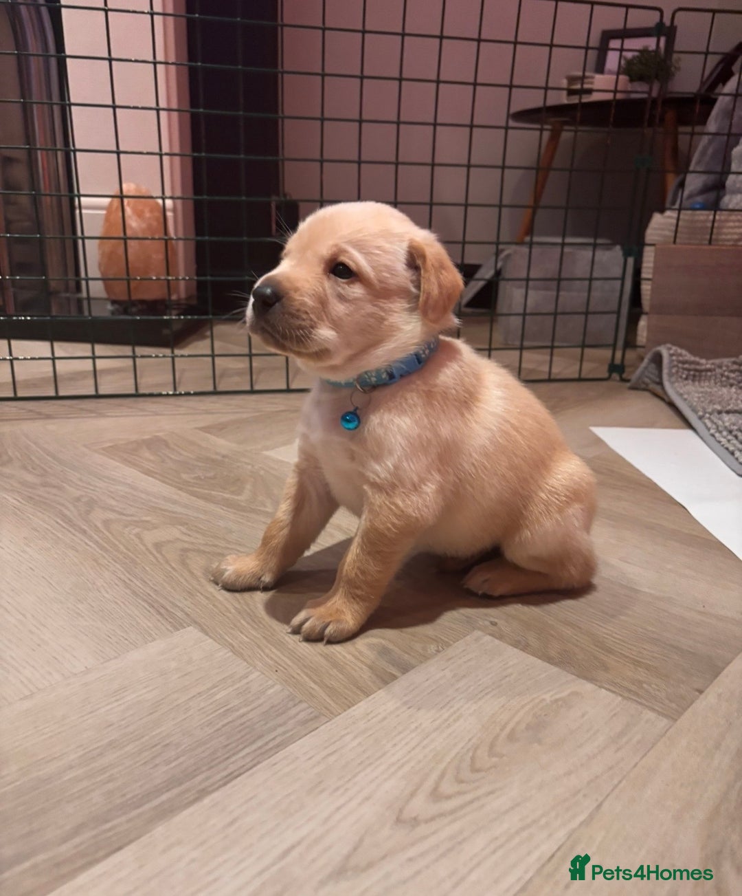 Labrador Retriever dogs for sale: Extensively health tested Labrador puppies - Image 8