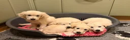 Golden Retriever dogs for stud: Health test golden retriever stud in Worksop - Advert 9