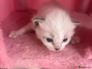 Ragdoll cats Ragdoll kittens - Advert 1