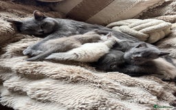 Mixed Breed cats for sale: Blue British Shorthair x Mink Blue Point Ragdoll - Image 7