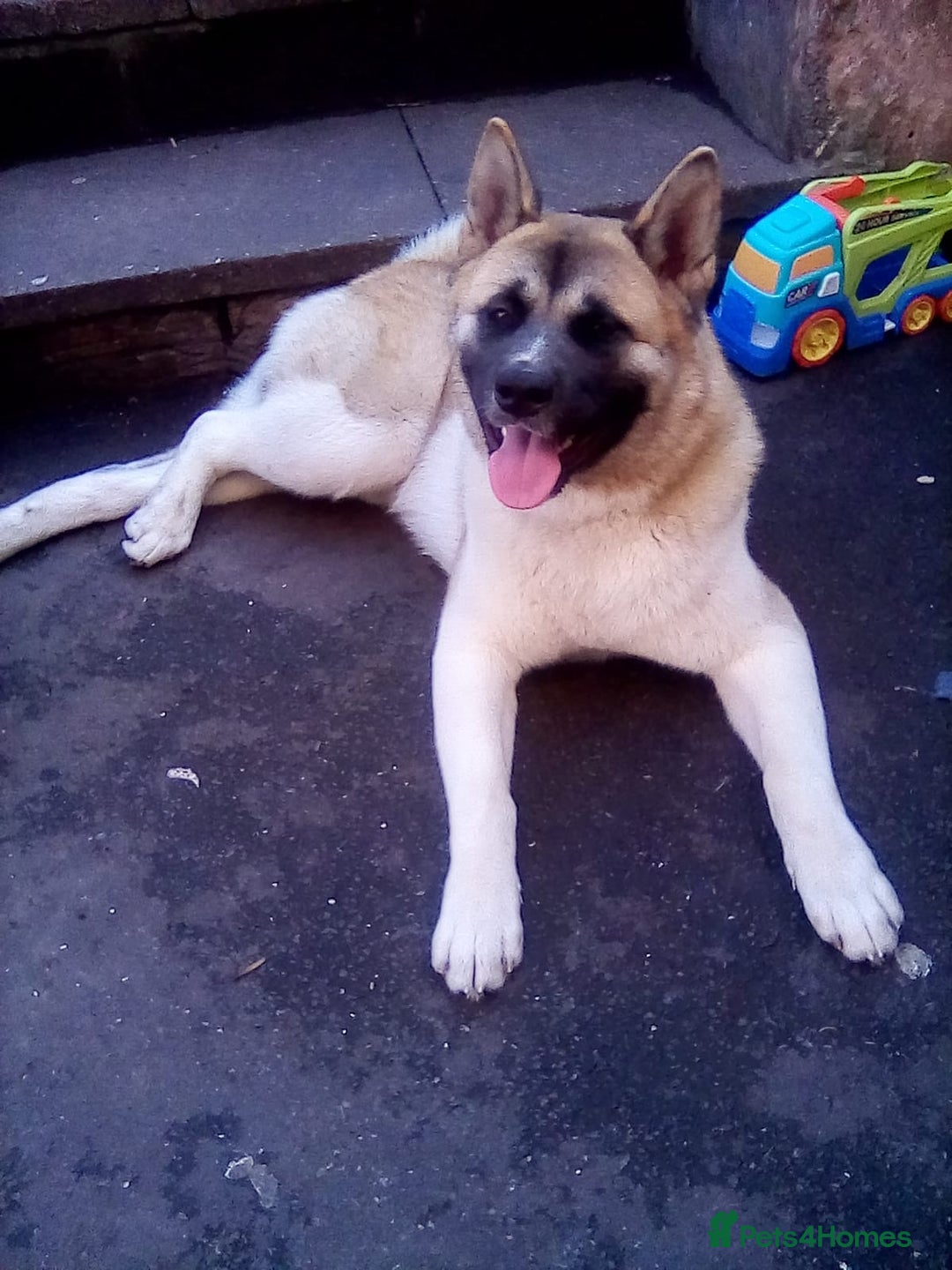 Japanese Akita Inu dogs for sale: 7 month old Akita for sale - Image 2