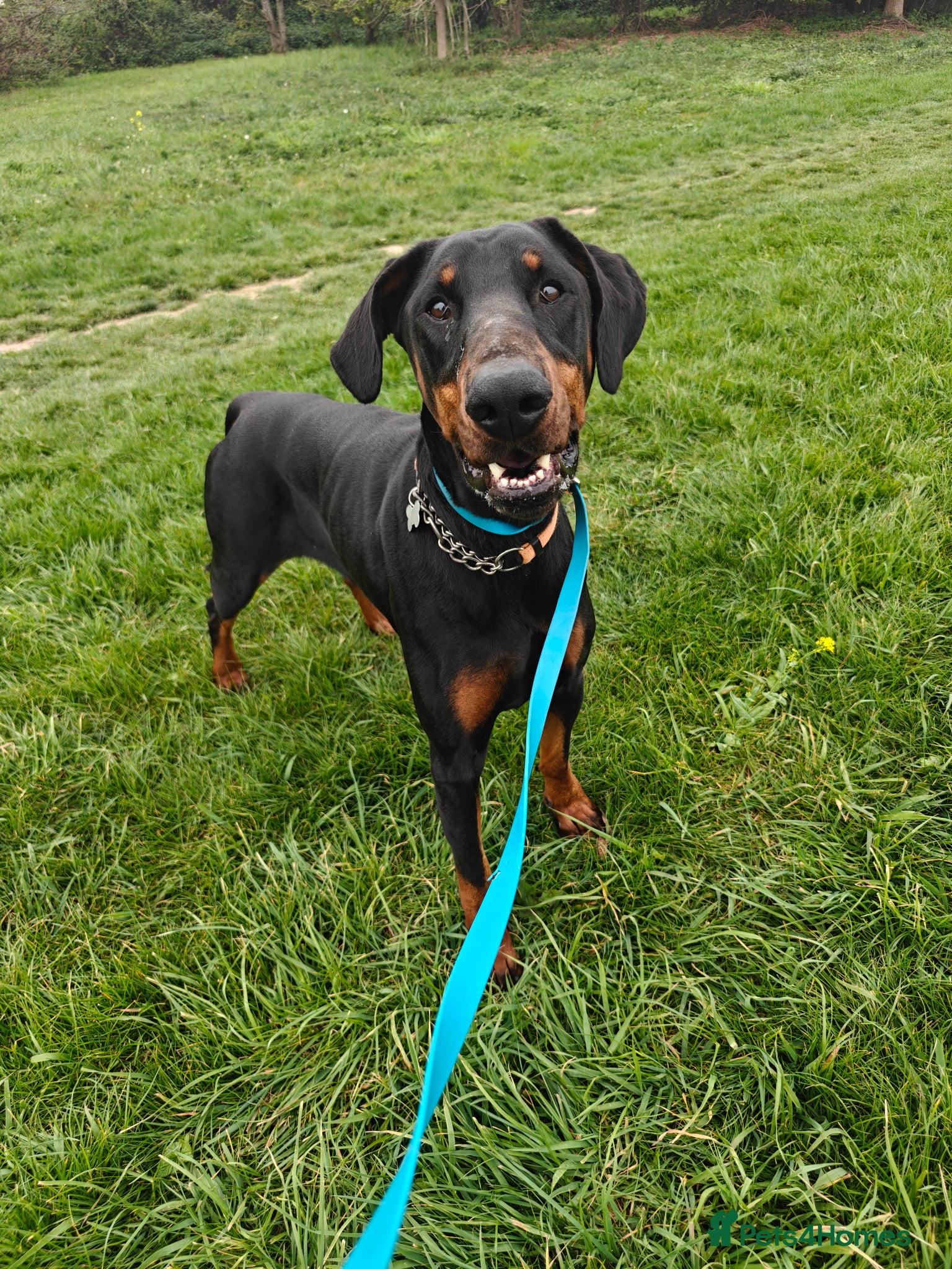 Dobermann dogs Stunning male dobermann  - Advert 3