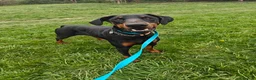 Dobermann dogs for sale: Stunning male dobermann  - Advert 1