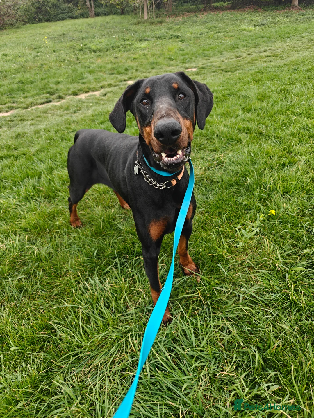 Dobermann dogs for sale: Stunning male dobermann  - Advert 1