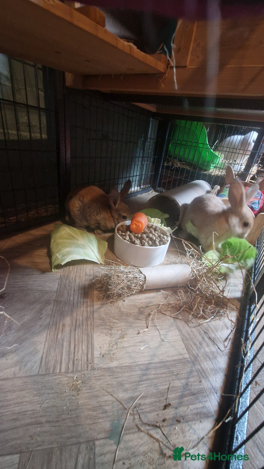 Rex rabbits for sale: Mini rex ready to leave now!! - Image 20