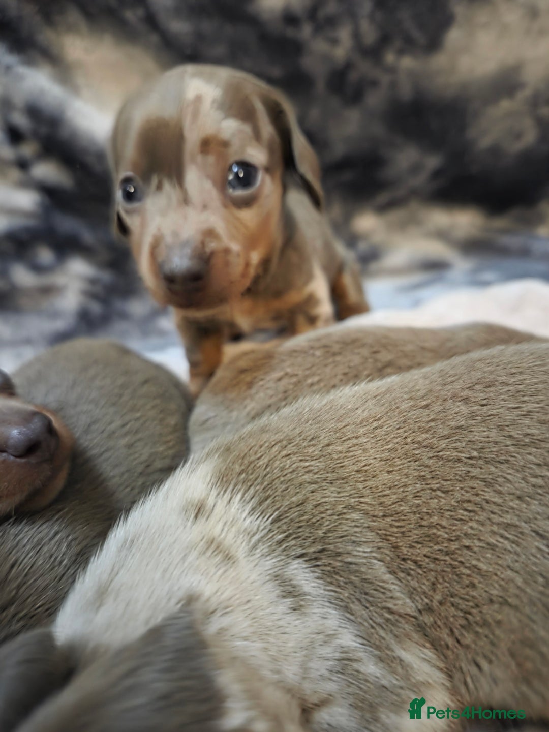 Miniature Dachshund dogs for sale: Miniature dachshund pups KC Reg - Advert 10