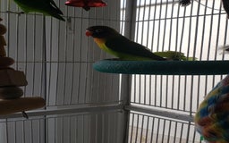 Lovebirds birds for sale: Love birds family - Image 4