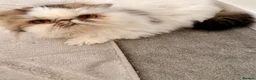 Persian cats for sale: Gccf registered Persian  - Advert 3