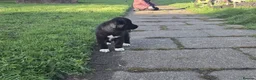 Huskita dogs for sale: Akita with 6% husky (Huskita) - Advert 7