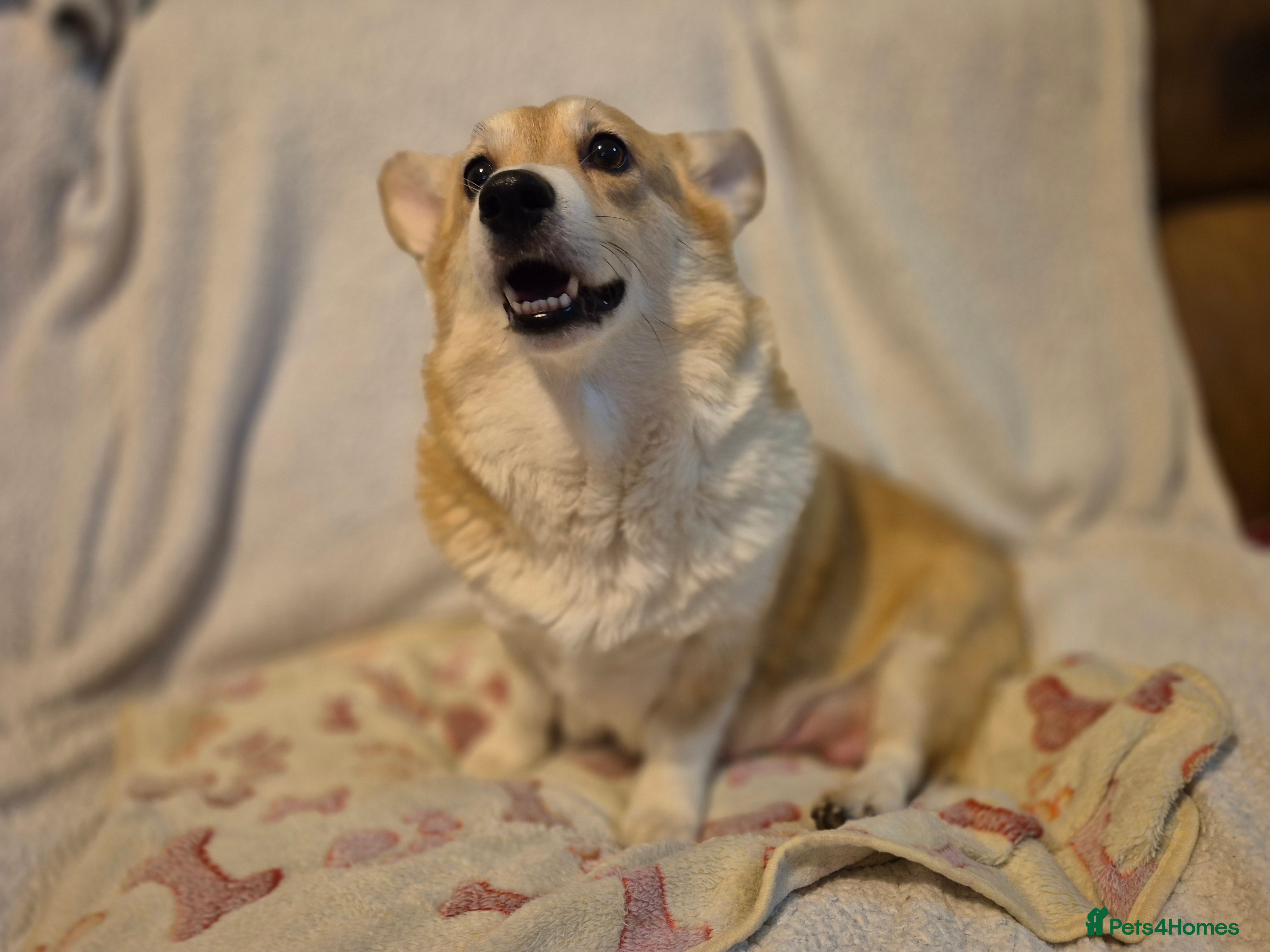 Welsh Corgi Pembroke dogs 8 Pembroke corgi puppy's - Advert 2