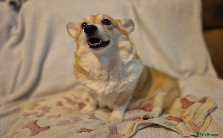 Welsh Corgi Pembroke dogs 8 Pembroke corgi puppy's - Advert 8