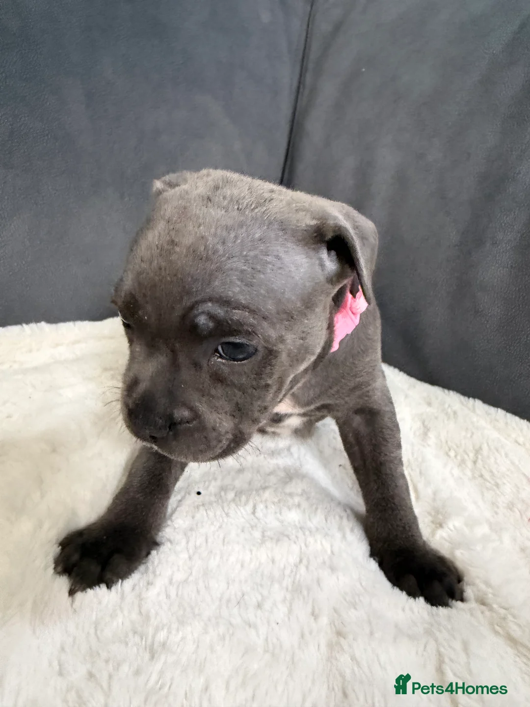 Staffordshire Bull Terrier dogs for sale: Blue Staffordshire bull terriers  - Advert 2