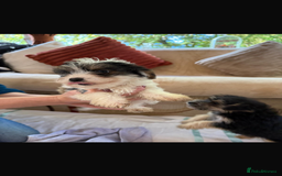 Jackapoo dogs for sale: 5 beautiful jackapoos - Image 14