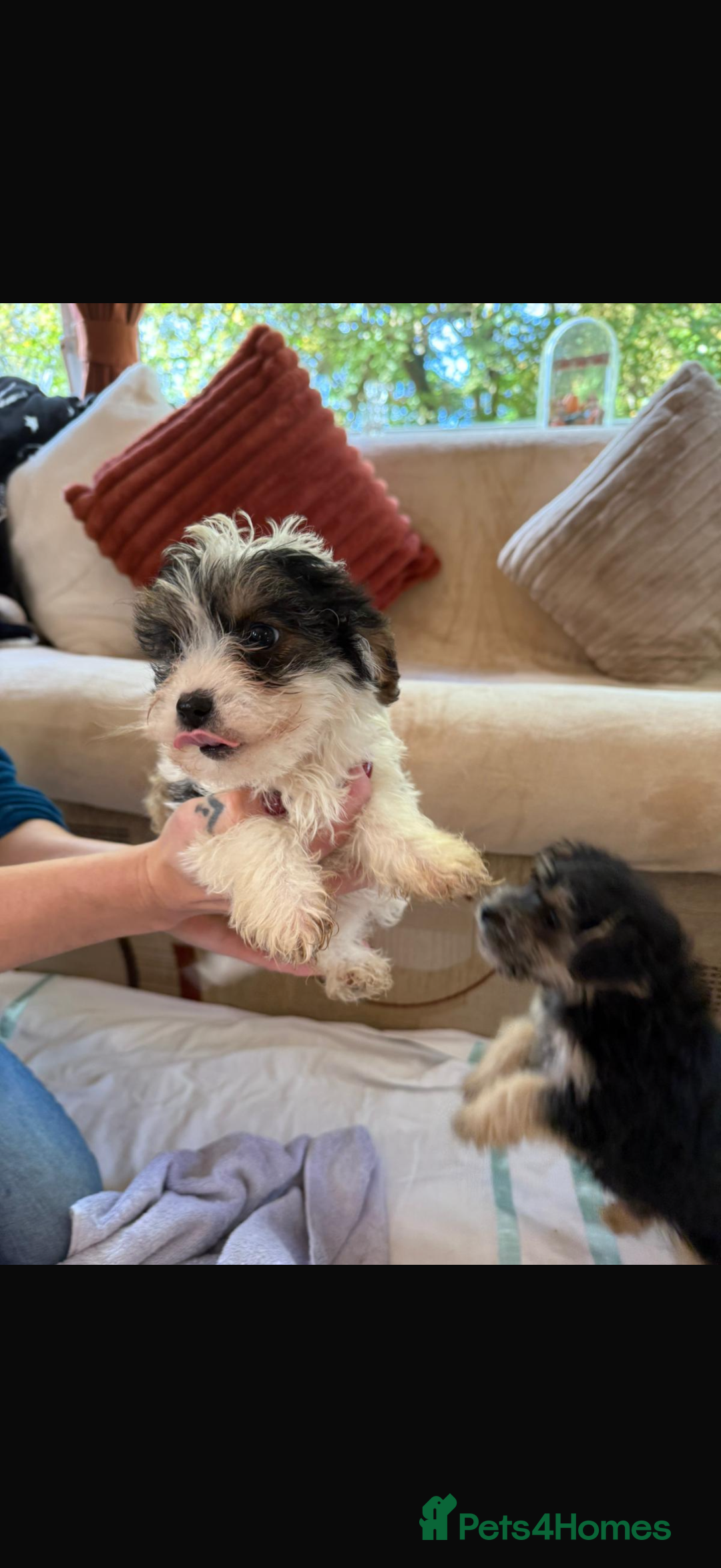 Jackapoo dogs for sale: 5 beautiful jackapoos - Image 14