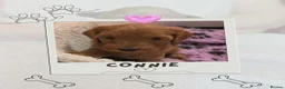 Mixed Breed dogs for sale: Cockerpoo X Miniature Australian Labradoodle  in Kettering - Advert 7