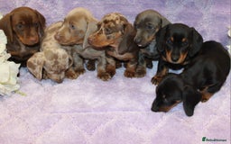 Miniature Dachshund dogs for sale: Kc registered miniature Dachshund puppies  - Image 15