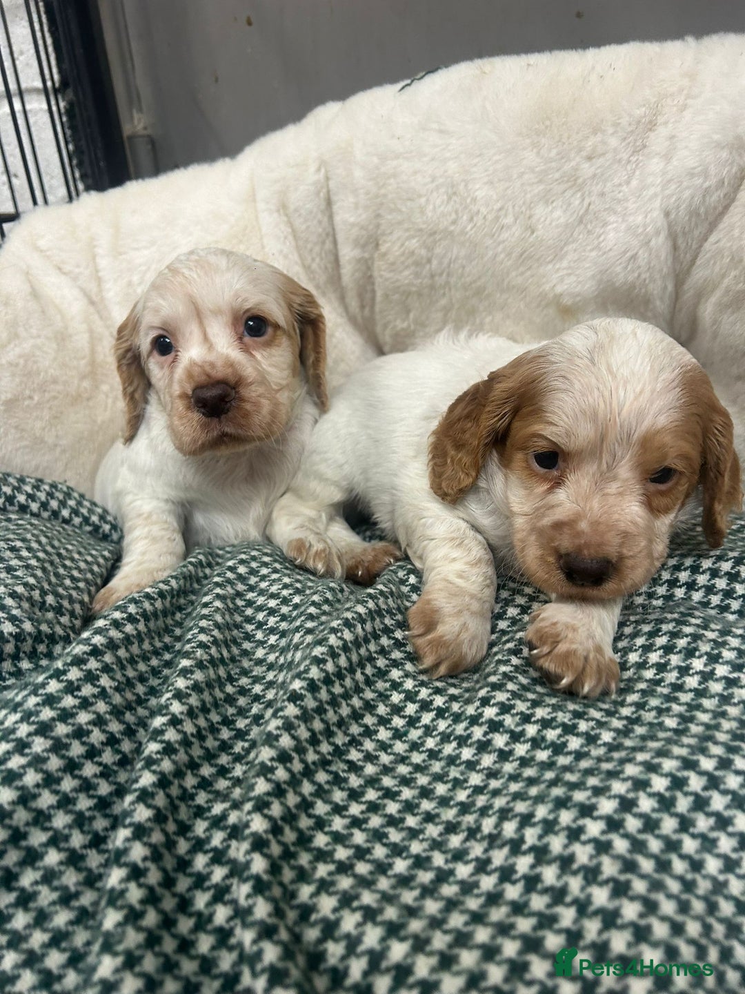Cocker Spaniel dogs for sale: Beautiful KC Roan Working  Cocker Puppies - Image 6
