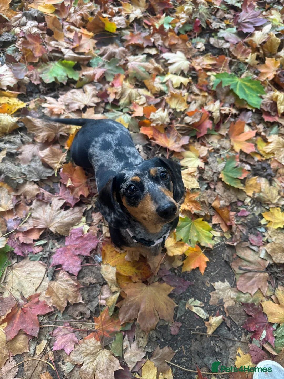 Miniature Dachshund dogs for sale: Miniature dachshund puppies - Advert 1