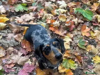 Miniature Dachshund dogs Miniature dachshund's in Wallsend - Advert 2