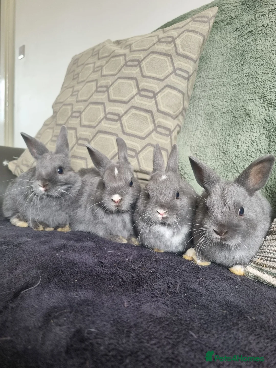 Netherland Dwarf rabbits for sale: Netherland dwarf rabbits for sale - Advert 2