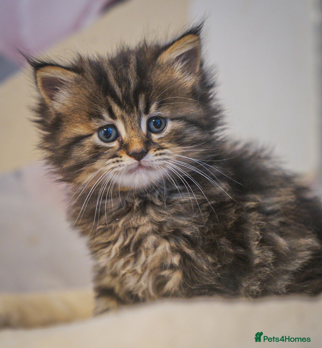Maine Coon cats Gorgeous full breed Mainecoon kittens ready may 20 - Advert 3