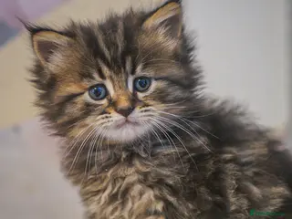 Maine Coon cats Gorgeous full breed Mainecoon kittens ready may 20 - Advert 3