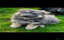 German Shepherd dogs for sale: ⭐️Chunky kc reg GSD pups ⭐️  - Image 11