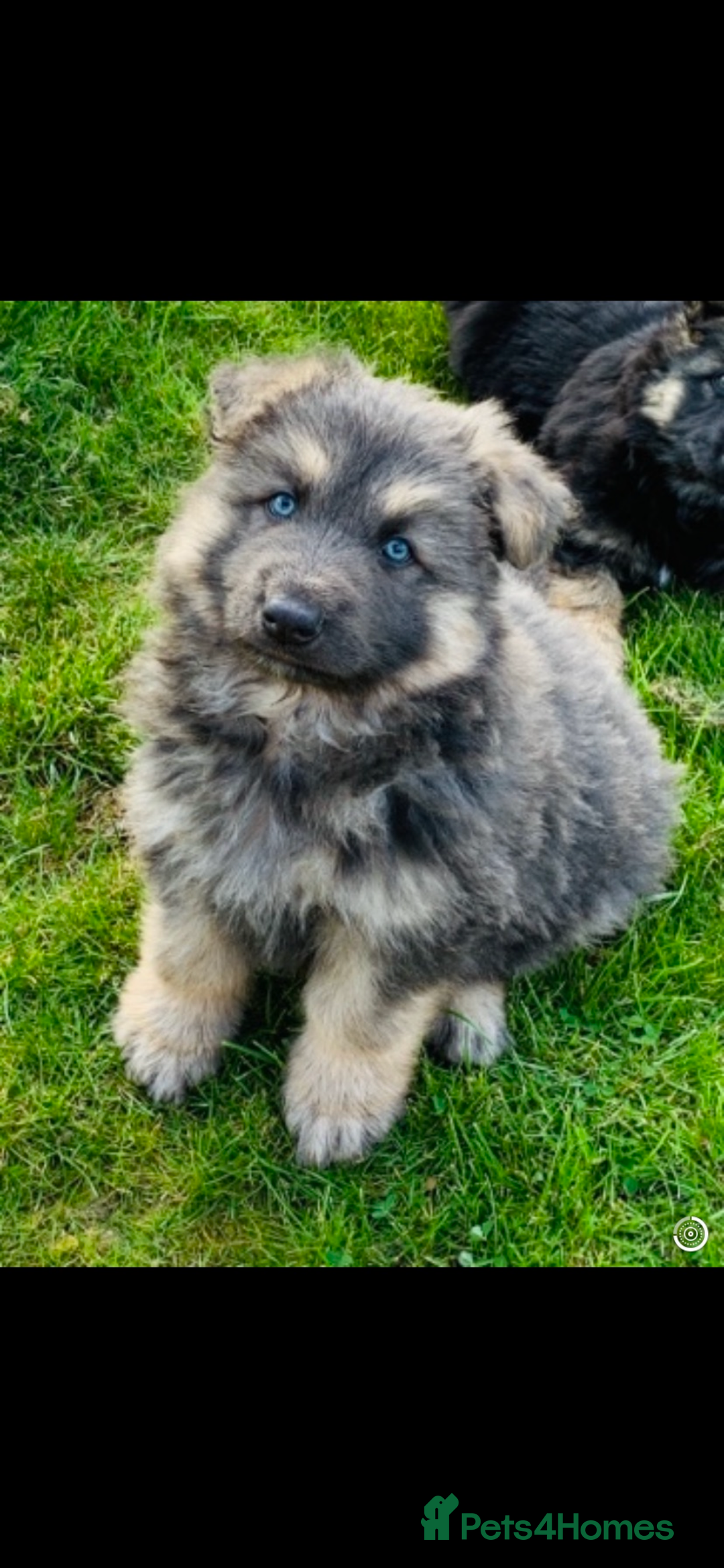 German Shepherd dogs for sale: ⭐️Chunky kc reg GSD pups ⭐️  - Image 11
