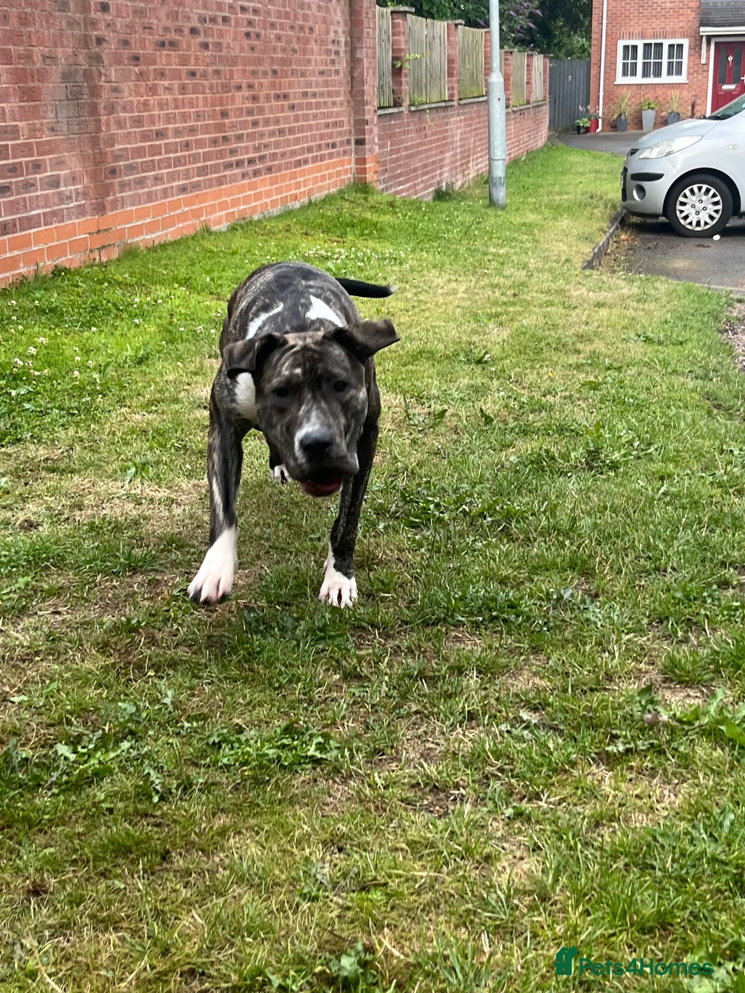 Presa Canario dogs for sale: Akiera is Looking for new home  - Image 2