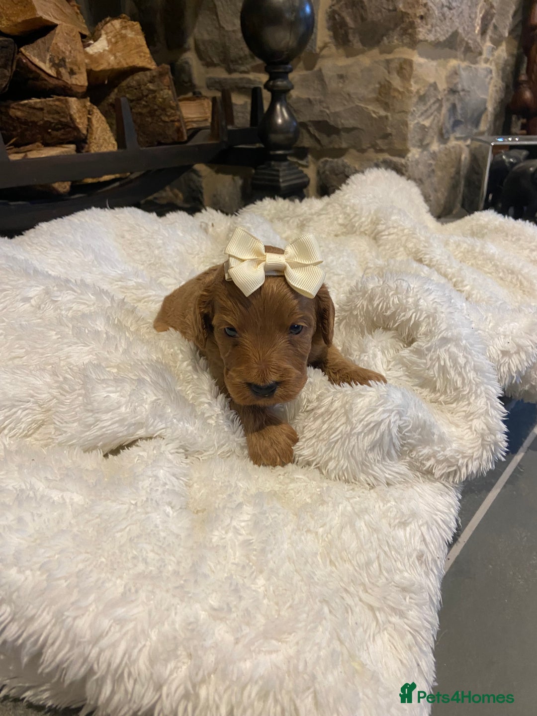 Cockapoo dogs for sale: Gorgeous litter of  F1 Cockapoo’s - Image 3