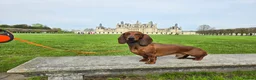 Dachshund dogs for stud: KC Standard smooth red hair dachshund  stud in Banbury - Advert 7