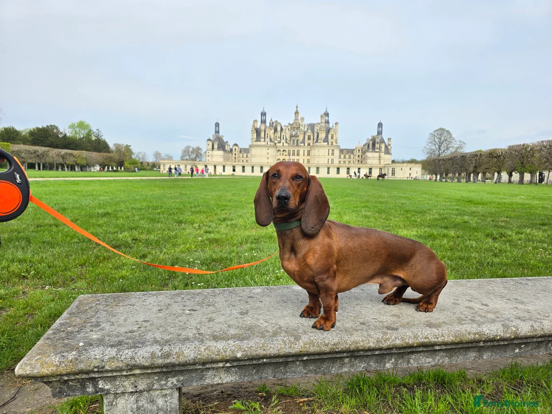 Dachshund dogs for stud: KC Standard smooth red hair dachshund  stud in Banbury - Advert 7