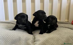 Mixed Breed dogs for sale: Labrador x French Pointer puppies - Image 4