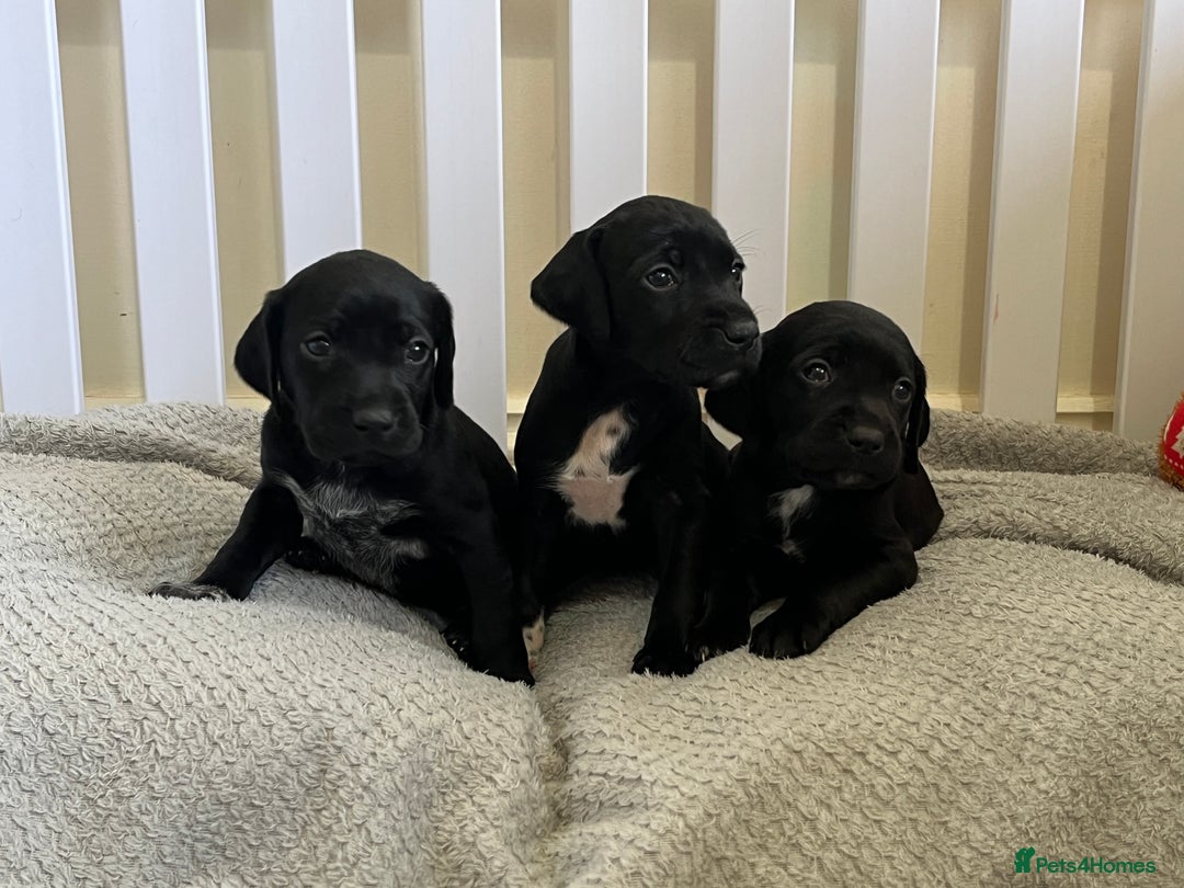 Mixed Breed dogs for sale: Labrador x French Pointer puppies - Image 4