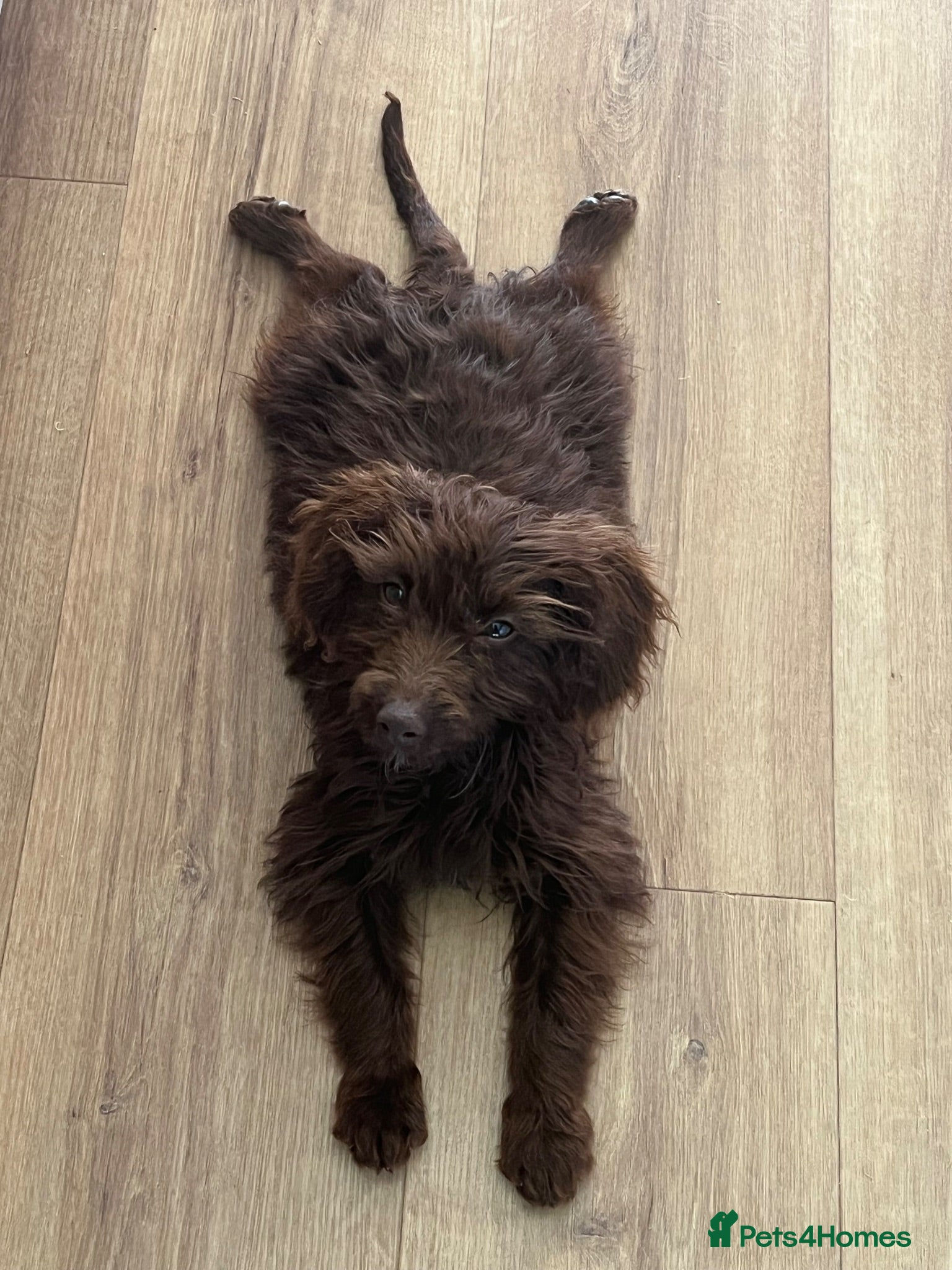 Cavapoo dogs Mr snuffles  - Advert 3