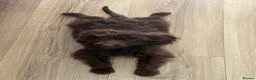 Cavapoo dogs for sale: Mr snuffles  in Wadhurst - Advert 1