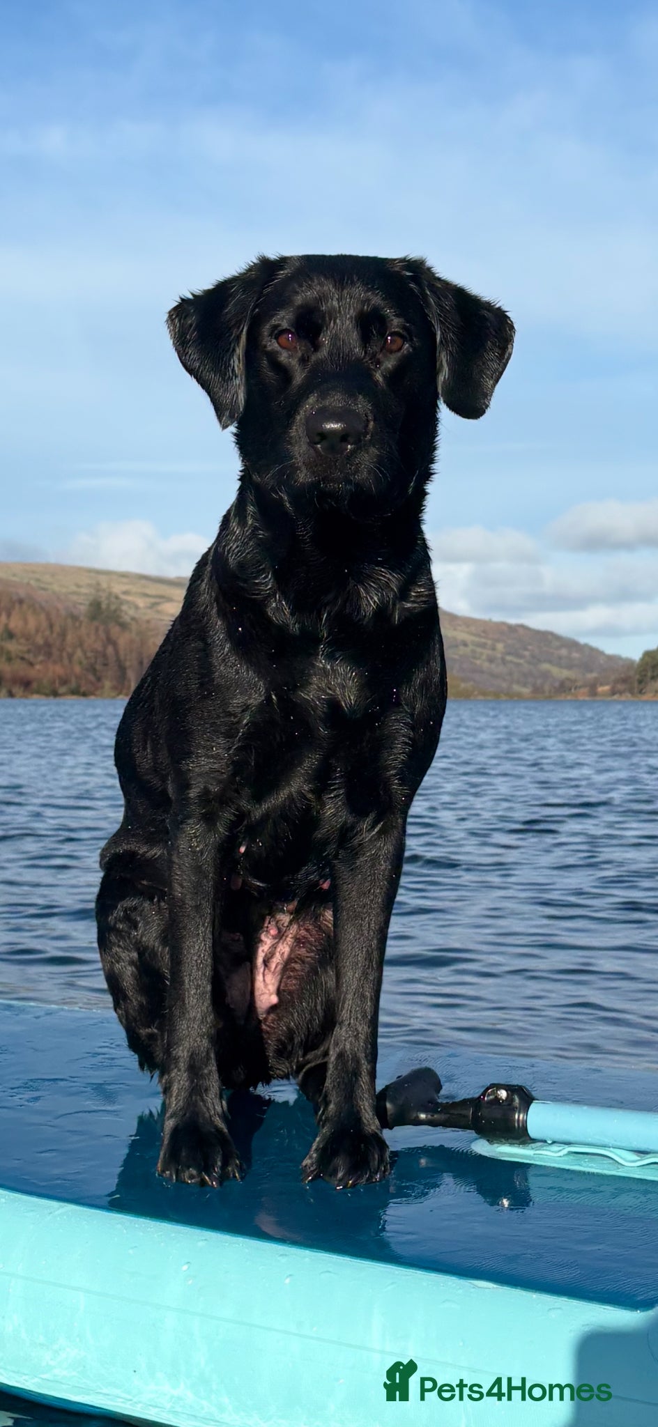 Labrador Retriever dogs Ollivander (Ollie) - Advert 1