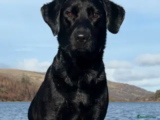 Labrador Retriever dogs Ollivander (Ollie) - Advert 1
