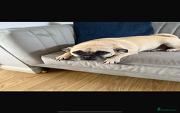 Chug dogs for sale: 4 years old Male Chug - Image 3