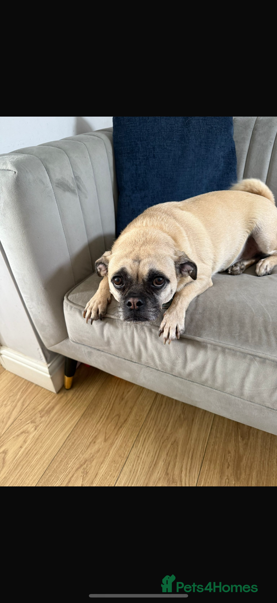 Chug dogs for sale: 4 years old Male Chug - Image 3