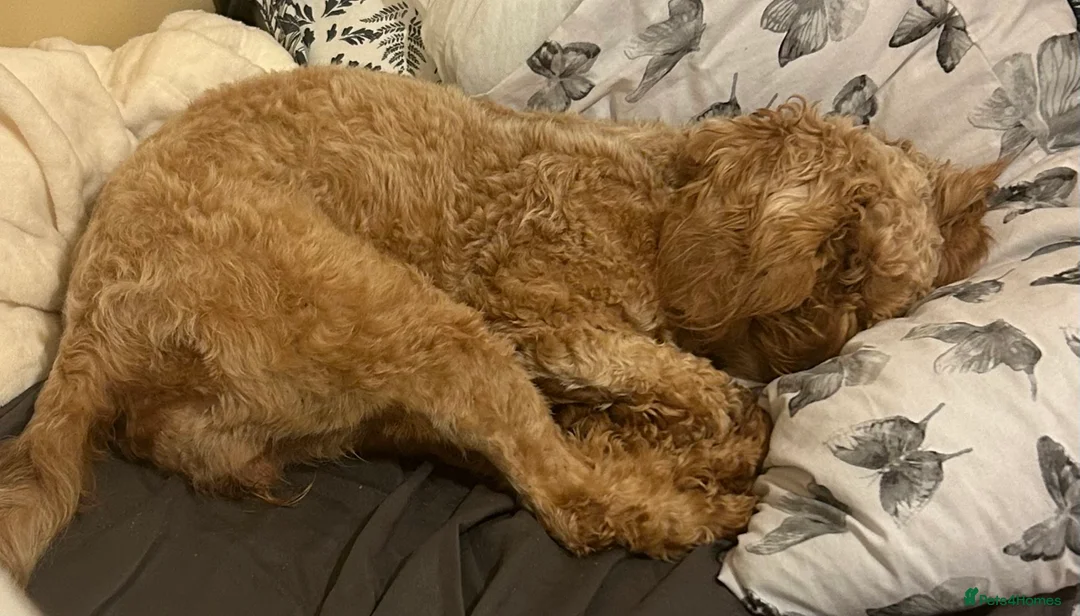 Cavapoo dogs for sale: Gorgeous, Cavapoo Girl for sale  - Advert 7