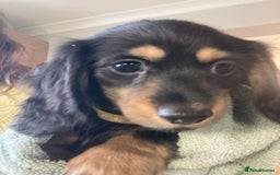 Miniature Dachshund dogs for sale: ADORABLE LONGHAIRED MINIATURE DACHSHUND PUPPIES - Image 4