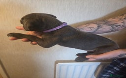 Cane Corso dogs for sale: Purebred champion bloodline cane corso puppies - Image 4