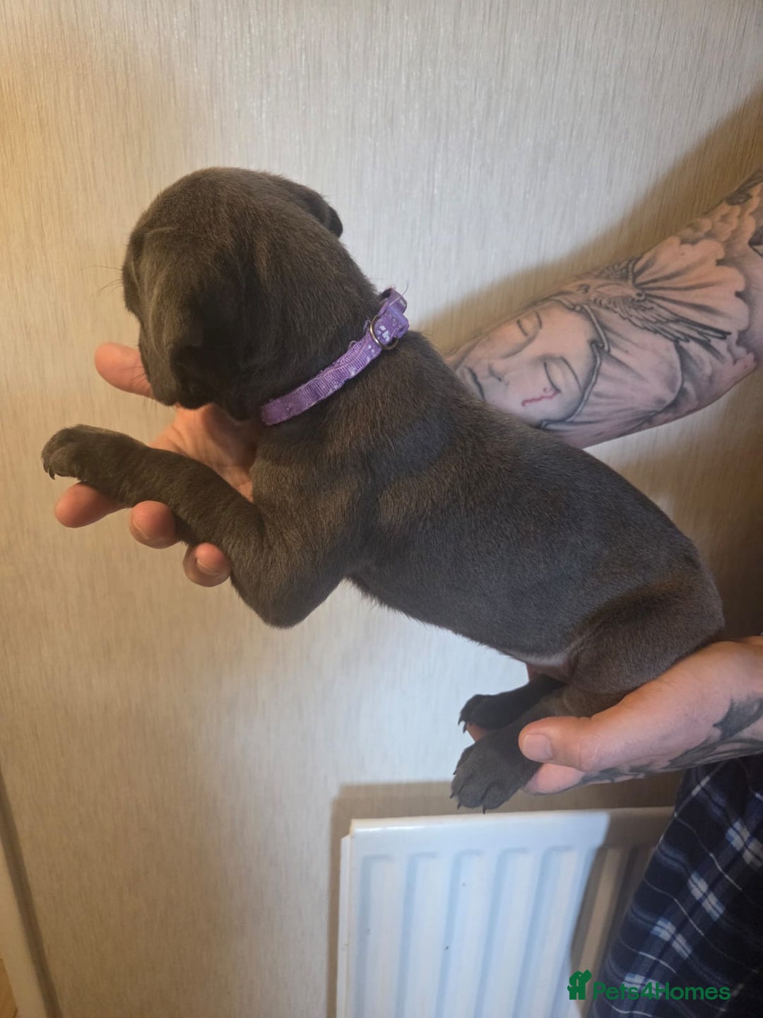 Cane Corso dogs for sale: Purebred champion bloodline cane corso puppies - Image 4
