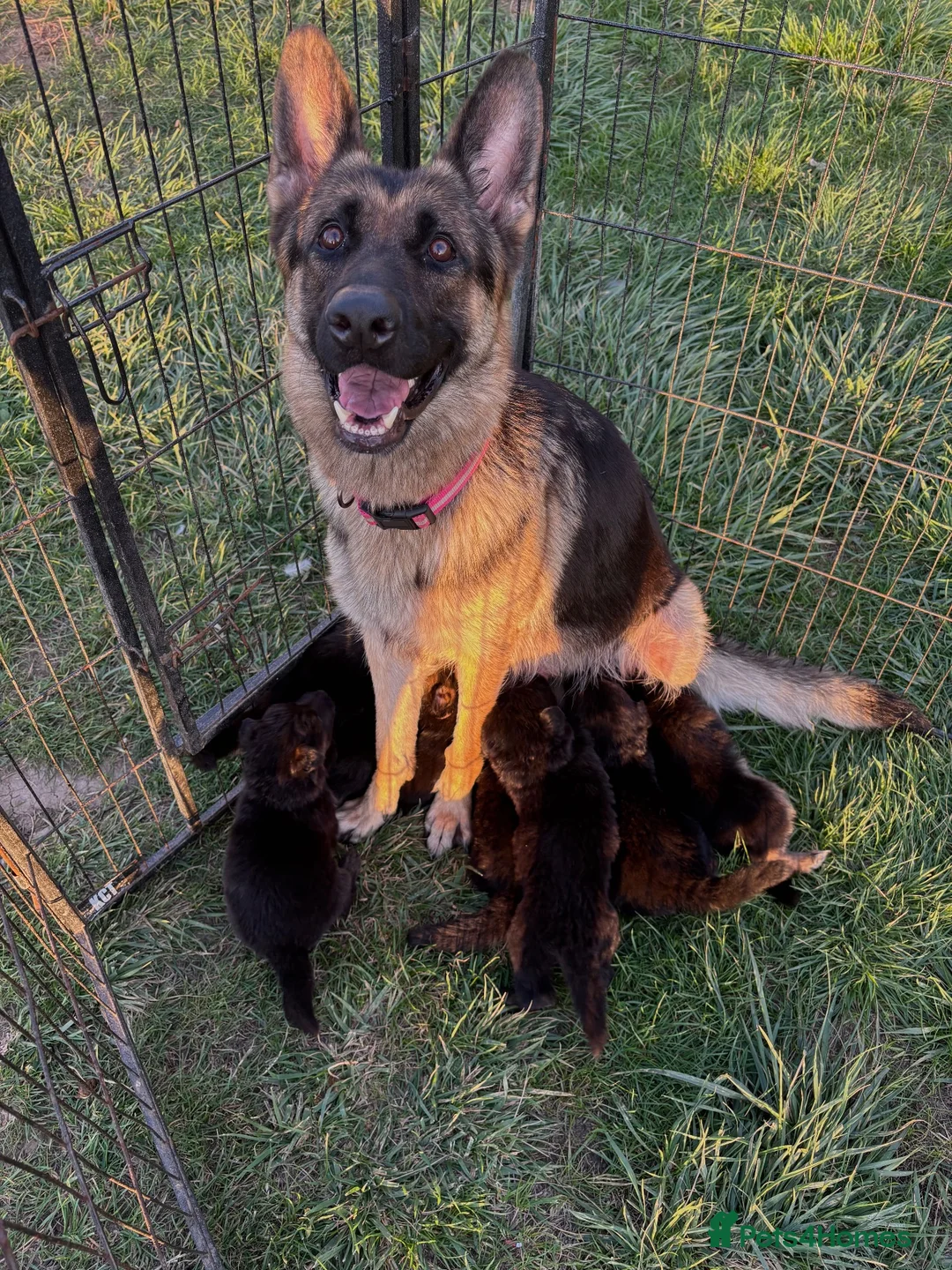 German Shepherd dogs for sale: German Shepherd Puppies For sale - Advert 2