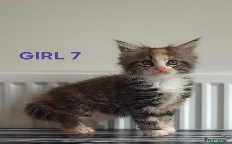 Ragcoon cats - Advert 1