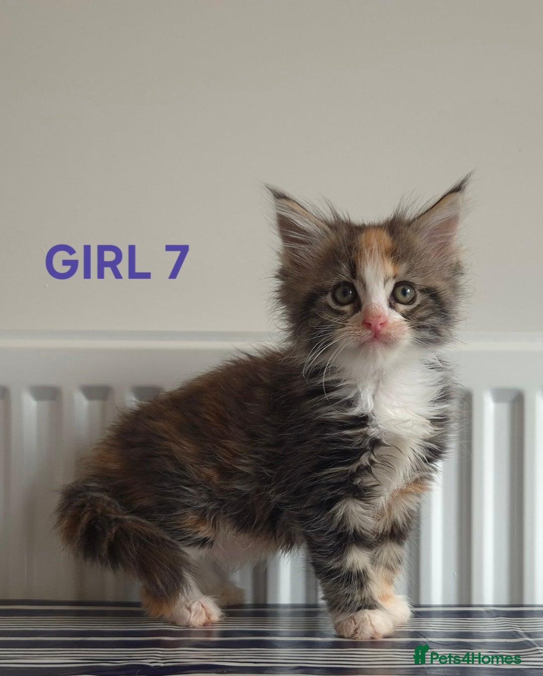 Ragcoon cats for sale: Stunning ragcoons - Image 1