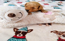 Cavapoo dogs for sale: TOY CAVAPOO DNA TESTED PARENTS AND GRANDPARENTS  - Image 29